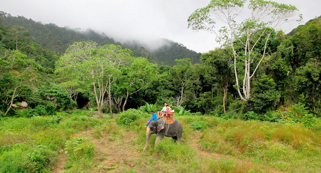 Koh Lanta Elephant